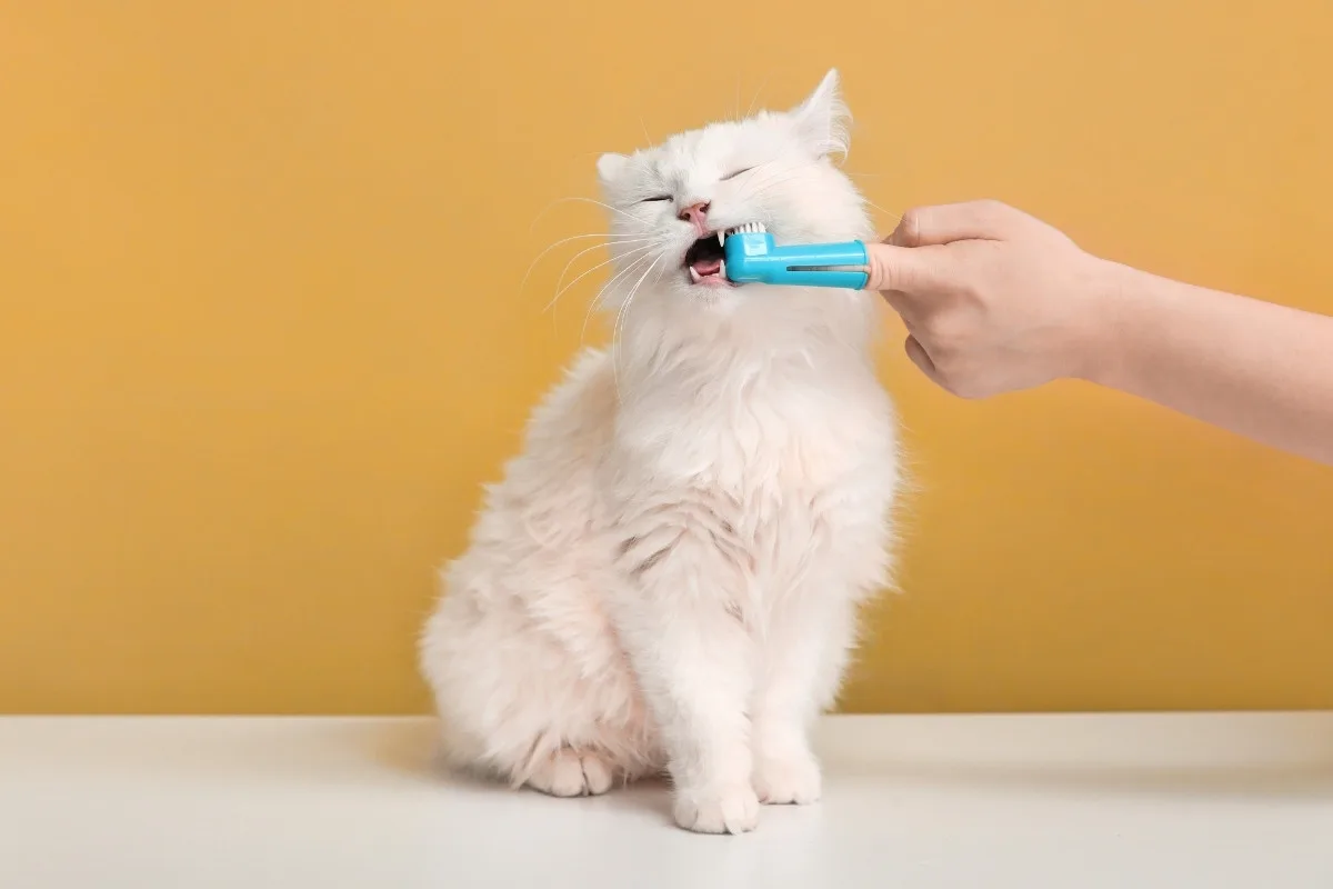 แปรงฟันให้น้องแมวอย่างน้อย 2-3 ครั้งต่อสัปดาห์