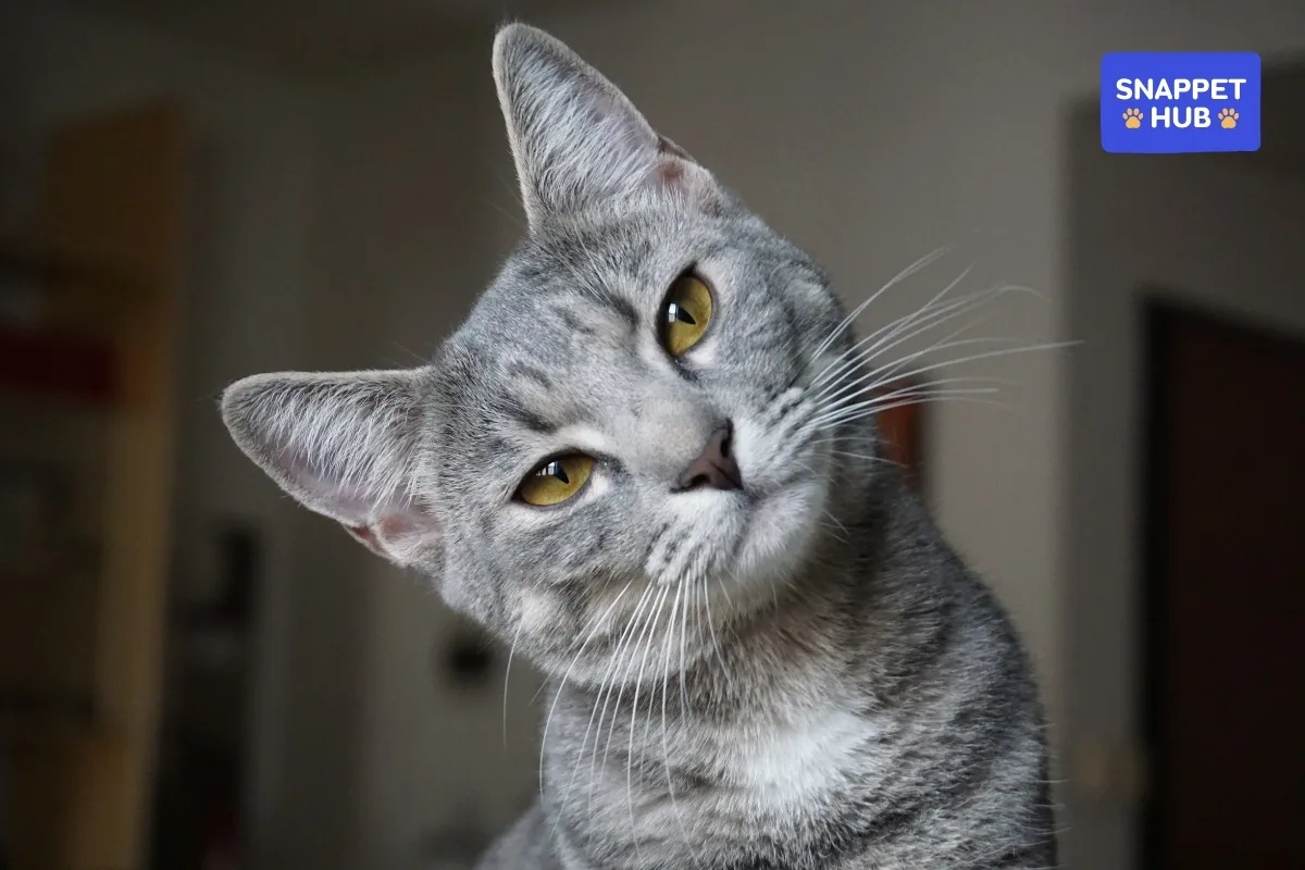 ภาษากายแมวบอกอะไร? คู่มือแปลภาษาแมวๆ ฉบับเข้าใจง่าย