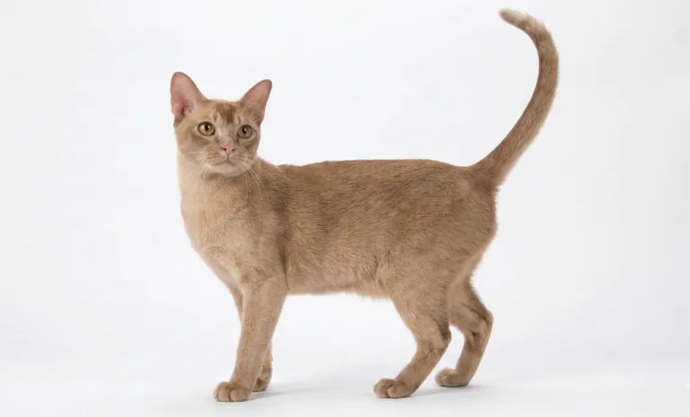 Asian Solid and Tortie