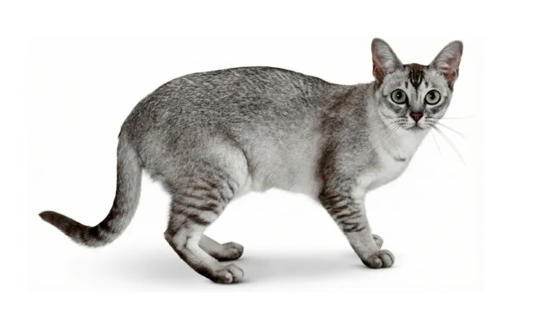 แมวเอเชียน เบอร์มิลลา (Asian Burmilla)