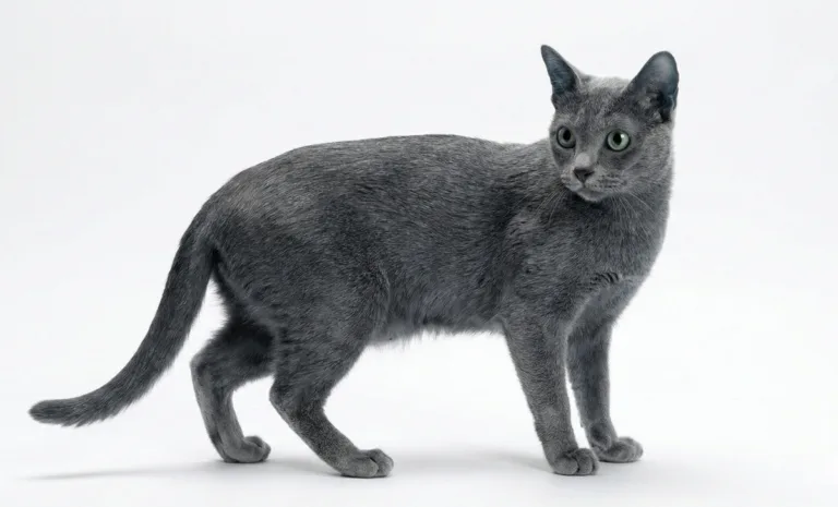 โคราช (Korat) แมวสีสวาด สัญลักษณ์แห่งโชคลาภของไทย