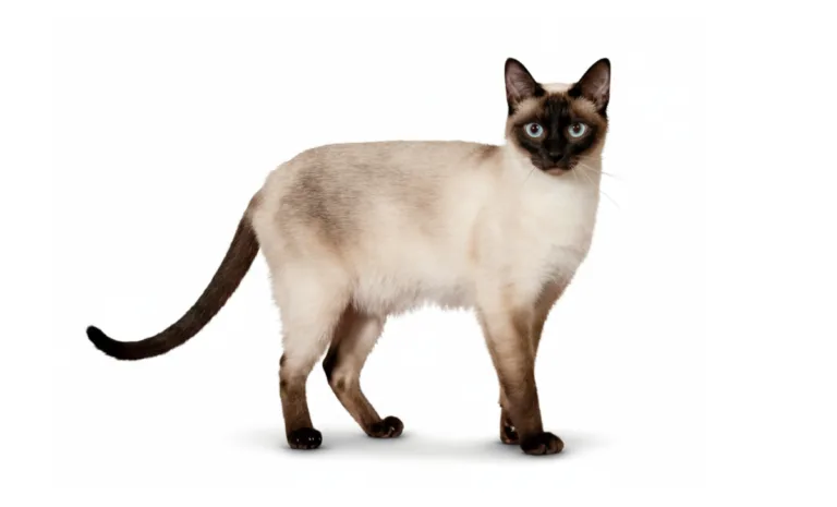 แมววิเชียรมาศ Thai Siamese