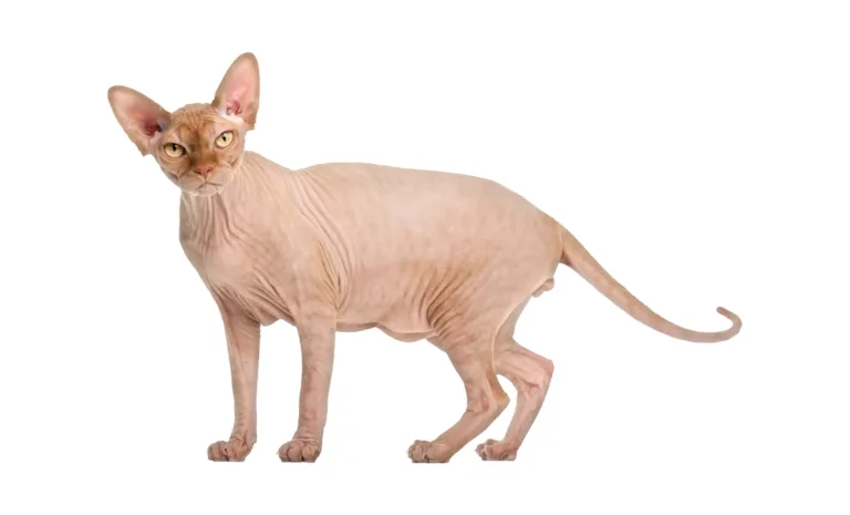 แมวสฟิงซ์ Sphynx