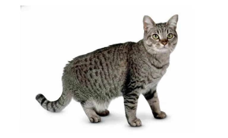 แมวลายสลิด Asian Tabby